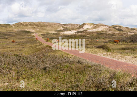 Dünenlandschaft in den Niederlanden Stockfoto