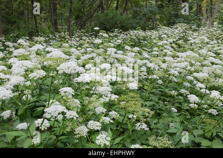 Aegopodium Podagraria, Ground Elder Stockfoto