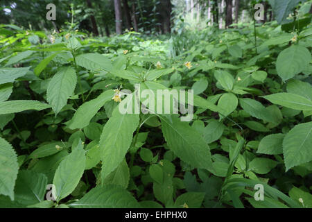 Impatiens Parviflora, kleine Balsam Stockfoto