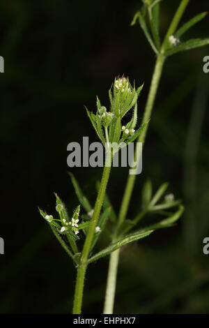 Stickywilly, Hackmesser, Galium aparine Stockfoto