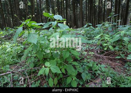 Impatiens Parviflora, kleine Balsam Stockfoto