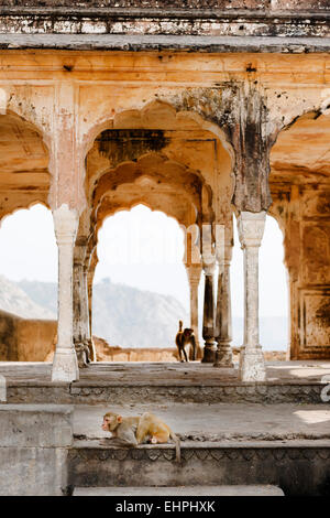 Affen in den Ruinen auf dem Weg bis zu den Surya Mandir (Tempel der Sonnengottes), Jaipur. Stockfoto