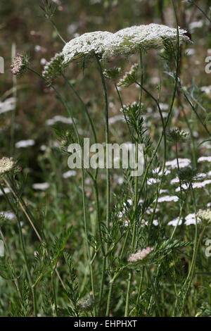 Wilde Möhre, Daucus carota Stockfoto