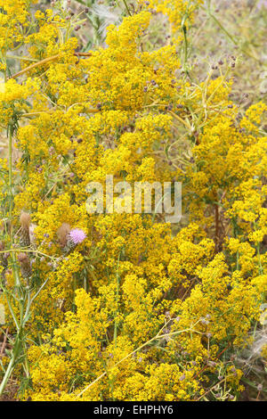 Galium Verum, gelbes Labkraut Stockfoto