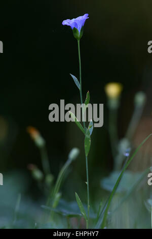 Linum Usitatissimum Flachs Stockfoto