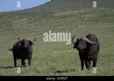 Kaffernbüffel (Syncerus Caffer), männliche und eine weibliche in der Ngorogoro Crater. Stockfoto