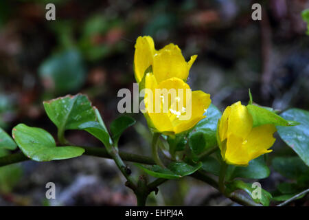 Lysimachia Nummularia, Moneywort Stockfoto