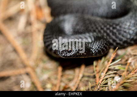 Gemeinsamen europäischen Addierer Stockfoto