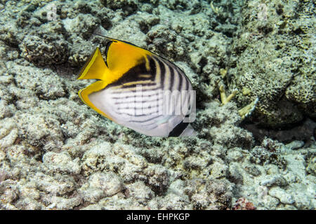 Threadfin butterflyfish Stockfoto