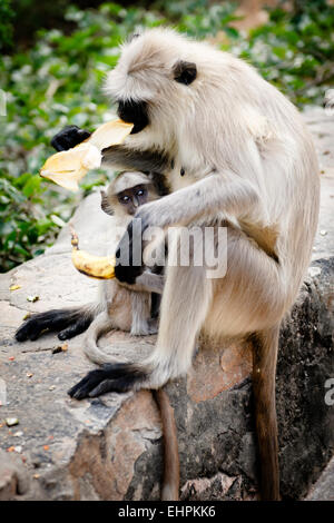 Ein grau-Languren Affen entlang den Weg hinunter Galta (The Monkey Temple), Jaipur. Stockfoto