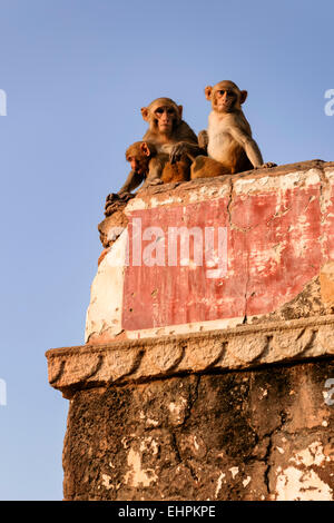 Rhesus-Makaken-Affen entlang der Straße nach Surya Mandir (Tempel der Sonnengottes), Jaipur. Stockfoto