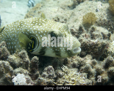 Weiß gefleckten Kugelfisch Stockfoto