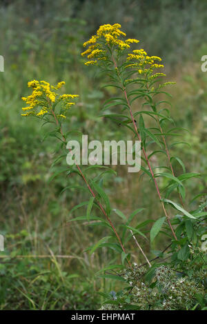 Kanadische Golden-Rod, Solidago canadensis Stockfoto