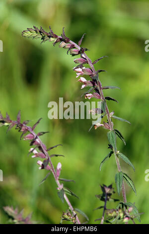 Rot Bartsia, Odontites vulgaris Stockfoto