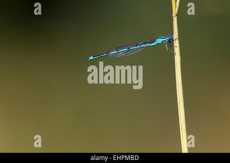 Gobled-Kennzeichnung Damselfly, Erythromma linde Stockfoto