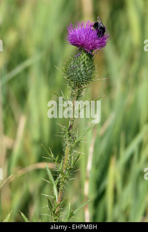 Kratzdistel, Cirsium vulgare Stockfoto