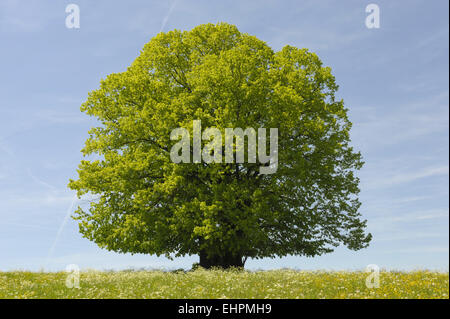 einzelne große Linde in Wiese im Frühling Stockfoto