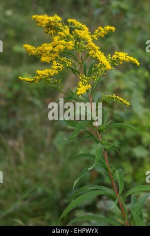 Kanadische Golden-Rod, Solidago canadensis Stockfoto