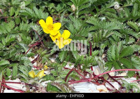 Potentilla heisses, gemeinsame Silverweed Stockfoto