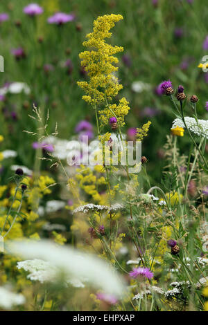 Galium Verum, gelbes Labkraut Stockfoto