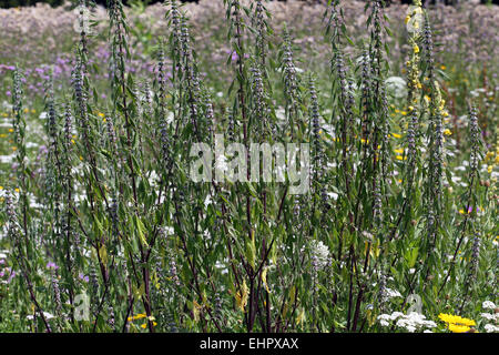 Leonura Cardiaca, Motherwort Stockfoto