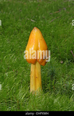 Hygrocybe conica Stockfoto