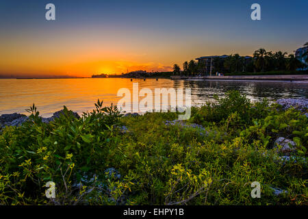 Felsen und Büschen auf einem Steg bei Sonnenuntergang am Smathers Beach, Key West, Florida. Stockfoto