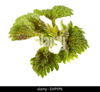 Brennnessel (Urtica Dioica) isoliert auf weißem Hintergrund Stockfoto