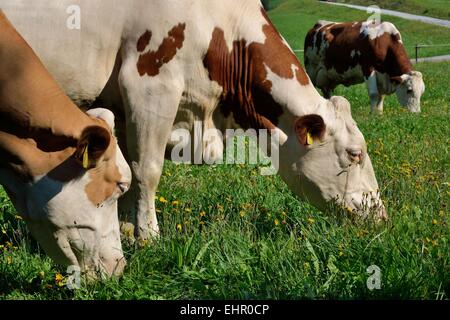 Kühe auf der Weide Stockfoto