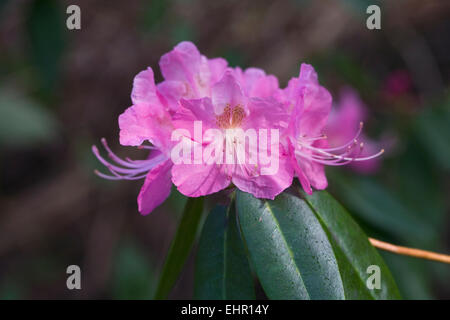 Rhododendron 'Airy Fairy' Blumen. Stockfoto
