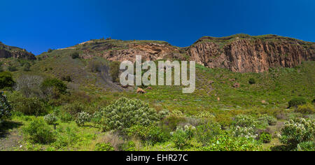 Echium Decaisnei, zu den Kanarischen Inseln endemische Pflanze blüht im Caldera de Bandama Stockfoto