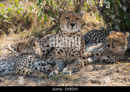 Gepard, Gepard, Acinonyx Jubatus, Malaika mit jungen Stockfoto