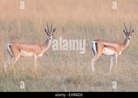 Eudorcas Thomsonii, Thompson Gazelle, Thomson es gazelle Stockfoto