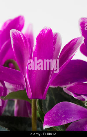 Cyclamen Persicum Topf Pflanze blüht auf weißem Hintergrund mit weißen Kanten dunkelrosa aufgebogen Blütenblättern Stockfoto