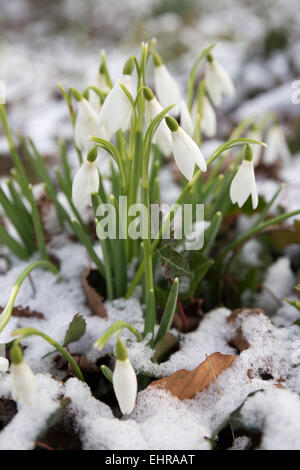 Schneeglöckchen, Cotswolds, Gloucestershire, England, Vereinigtes Königreich, Europa Stockfoto