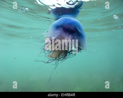 Blaue Quallen - Cyanea lamarckii Stockfoto