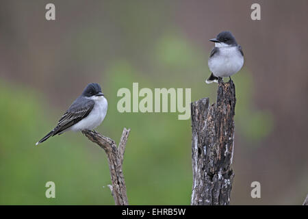 Östlichen Kingbird, Tyrannus Tyrannus, paar thront zusammen Stockfoto