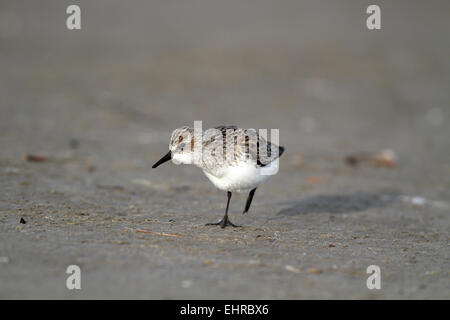 Semipalmated Strandläufer Calidris Pusilla, Fütterung Stockfoto