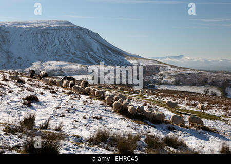 Tiere unter Heu Bluff mit Blick zum Pen y Fan-Gipfel, schwarzen Berge, in der Nähe von Capel-y-Ffin, Brecon Beacons Powys, Wales, UK Stockfoto