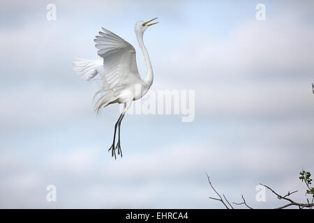 Silberreiher, Ardea Alba, in der Nähe von Nest anzeigen Stockfoto