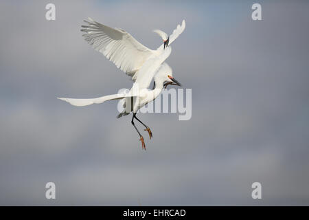 Snowy Reiher, Egretta unaufger, zwei Kämpfe an Brutplätzen Stockfoto