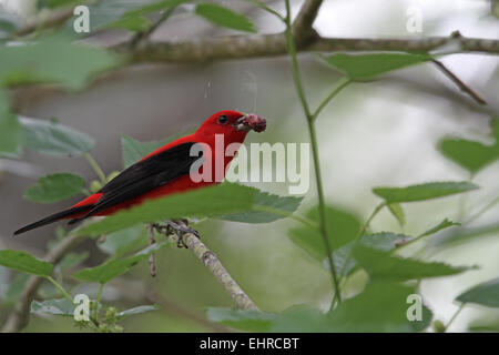 Scarlet Tanager, Piranga, Olivacea, ernähren sich von Mulberry Stockfoto