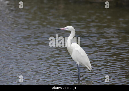 Rötlicher Reiher, Egretta saniert, weiße phase Stockfoto