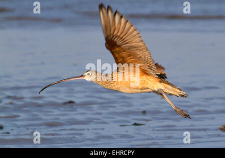 Lange-Brachvogel (Numenius Americanus) fliegen über dem Wasser, Galveston, Texas, USA. Stockfoto