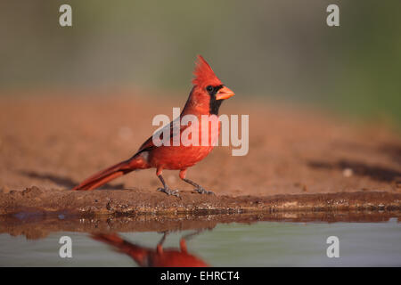 Nördlichen Kardinal, Cardinalis Cardinalis, nähert sich trinken pool Stockfoto