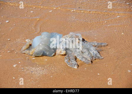 Tote Quallen auf Sandstrand Stockfoto