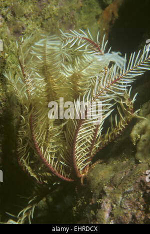 Feather Star - Antedon bifida Stockfoto