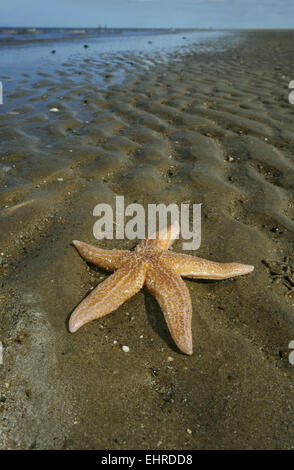Gemeinsamen Starfish - Asterias rubens Stockfoto