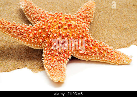 closeup of a starfish on the sand, on a white background Stockfoto