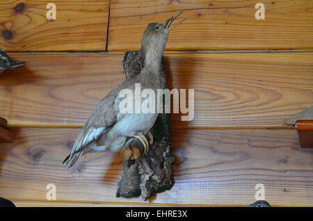 Sandpiper Stockfoto